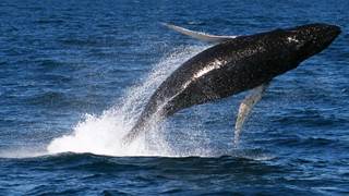 Thumbnail of post image 130