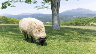 Thumbnail of post image 118